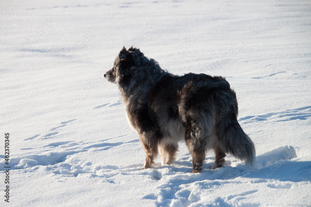Hund im Schnee Hund im Schnee