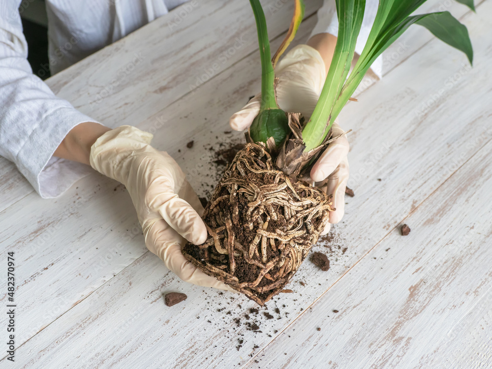 Diseases of orchid roots, breeding Cambria orchids. Care of roots of