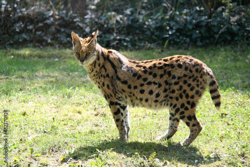 serval in a zoo in france  photo