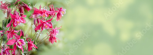 Photographie Blooming aquilegia formosa, crimson columbine, on a green background