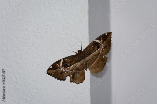 Owl moth resting on the wall photo