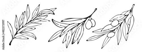 Set of three Olive tree branches in a vector style isolated