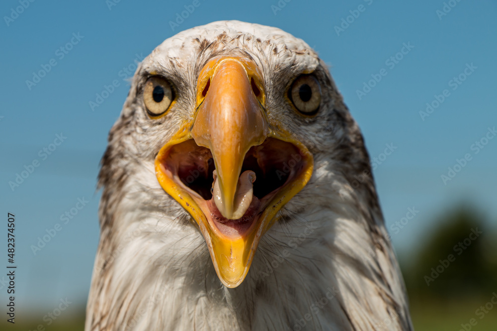 Weißkopfseeadler Portrait