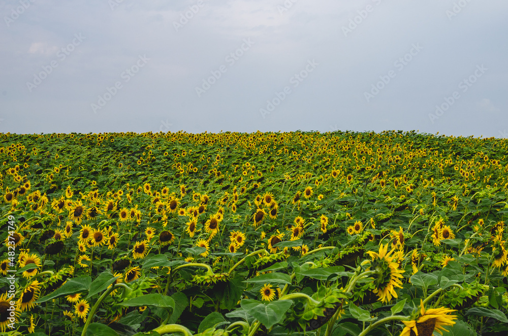Sunflower field in central Russia
