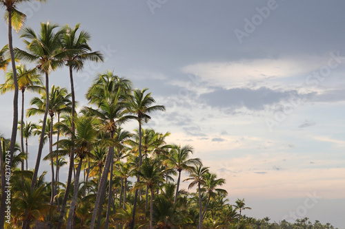 Coconut palm trees on background of blue sky with clouds. Tropical beach, paradise nature