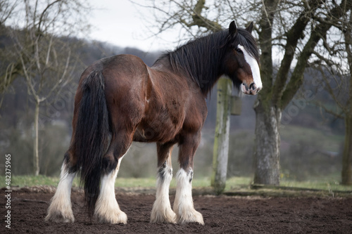 Shire Horse Stallion