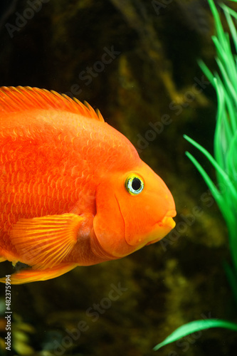 Orange parrot fish in the aquarium. (Red Parrot Cichlid). Vertical photo