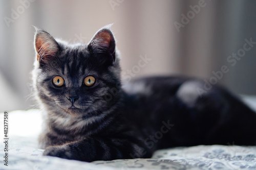 Fotografie Adorable little scottish black tabby cat.