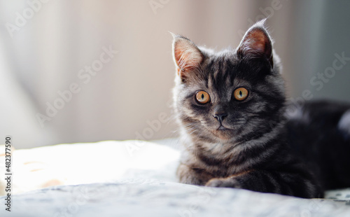 Adorable little scottish black tabby cat.