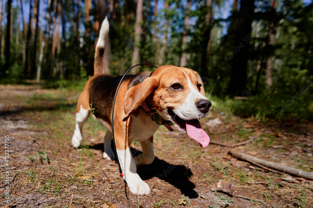 Cute bigle dog hunting in summer forest.