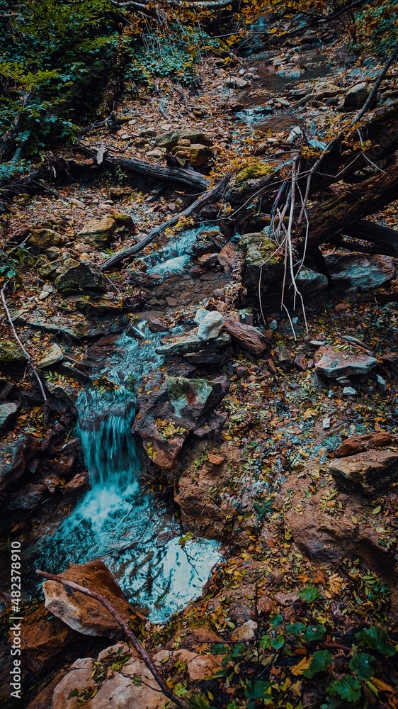 leaves in water