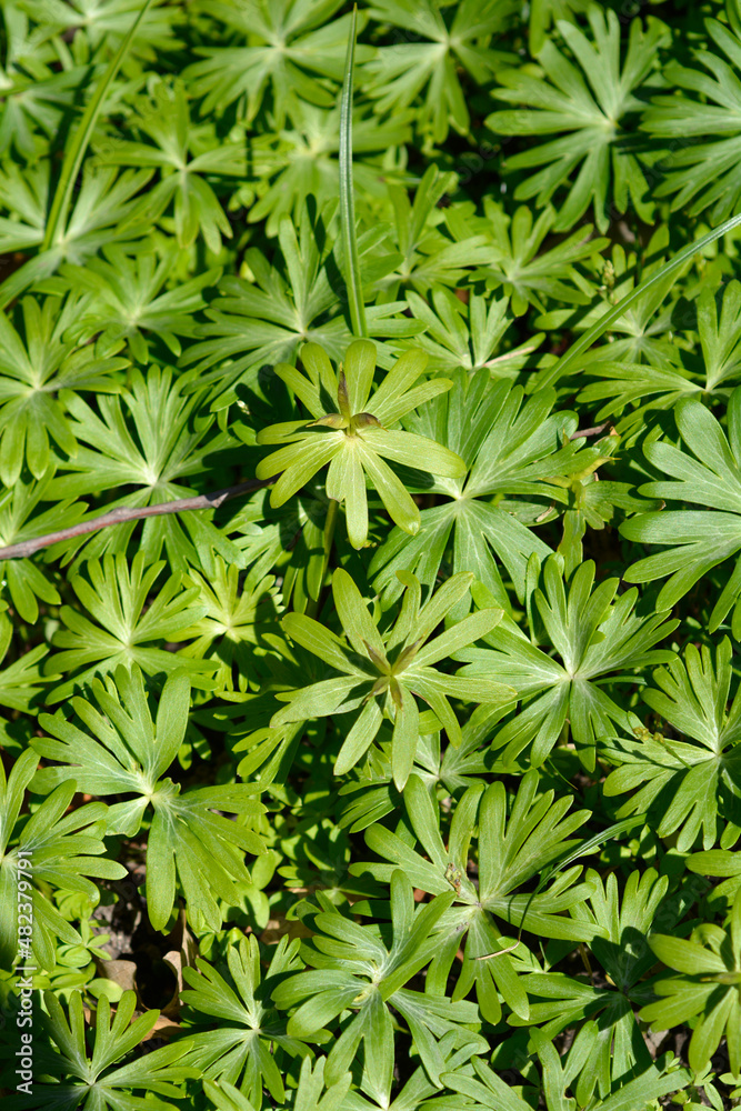 Winter aconite Winter aconite