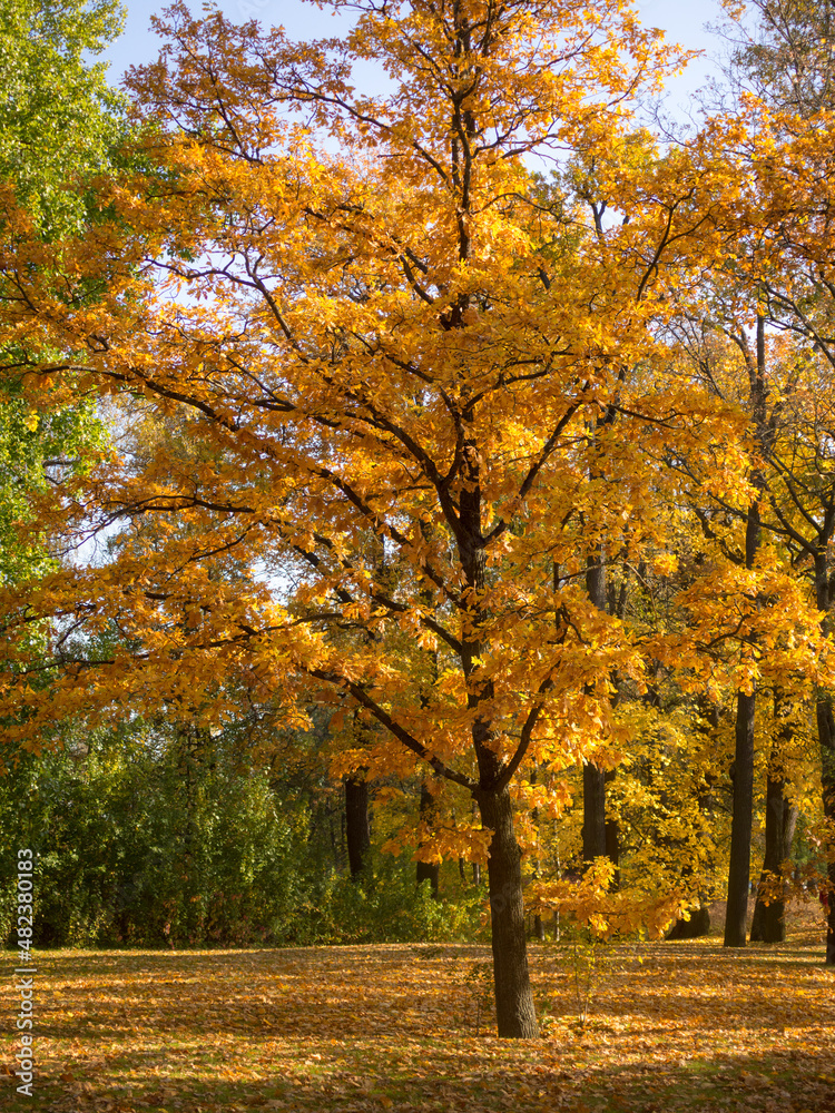landscape with an oak tree landscape with an oak tree