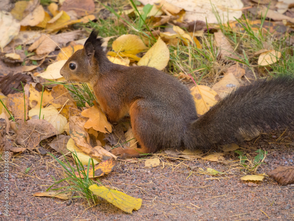 portrait of a squirrel portrait of a squirrel