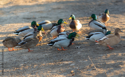 flock of ducks on the ground