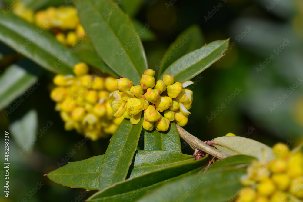 Fototapeta premium Wintergreen barberry