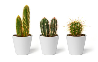 Gordijnen Cactus Drie cactussen in betonnen potten  © goir