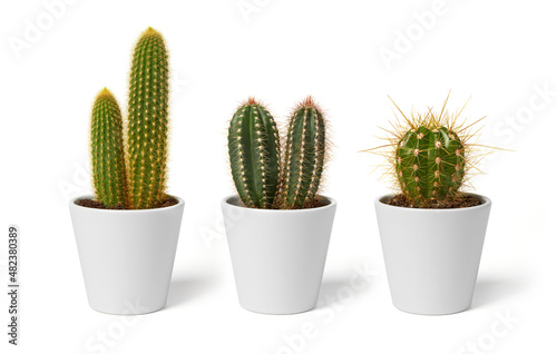 Leinwand Poster Three cactus pots