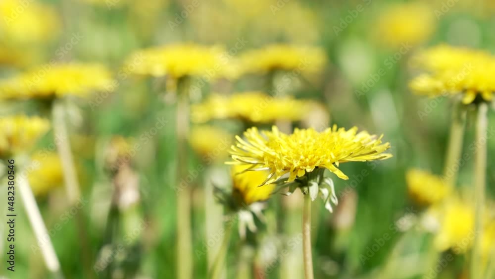 dandelion field herbal flower natural background, spring dandelion field herbal flower natural background, spring