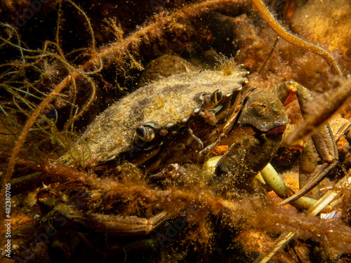 A close-up picture of a crab among seaweed. Picture from The Sound, between Sweden and Denmark © Dan