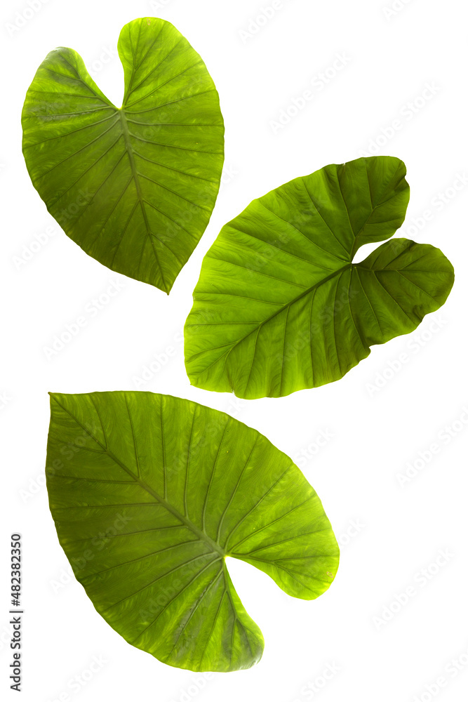 View of colocasia plant leafs on white back to be cut out