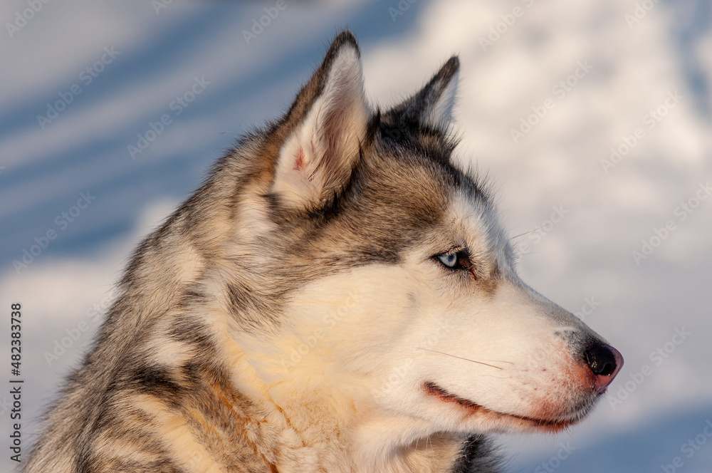 Siberian Husky on a frosty January morning!