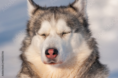 Siberian Husky on a frosty January morning 