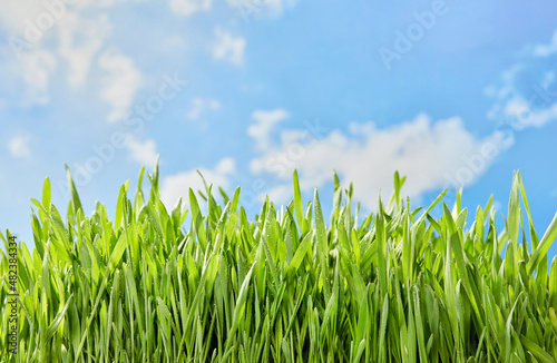 Obraz na płótnie Fresh blade of grass w salonie