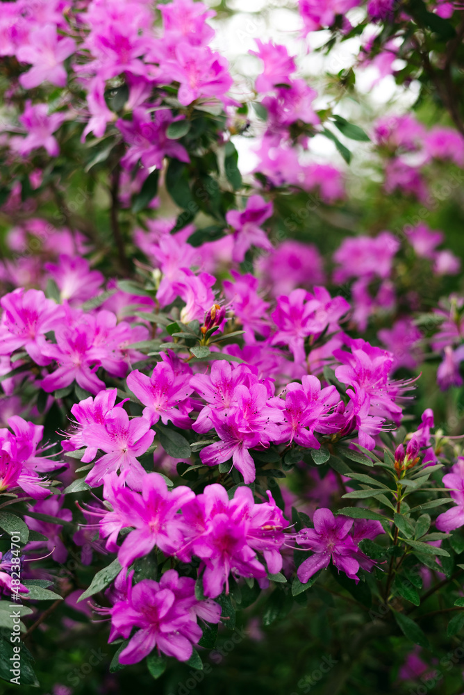 purple flowers and buds of rhododendron, blurred background.