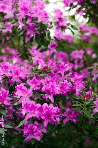 purple flowers and buds of rhododendron, blurred background.