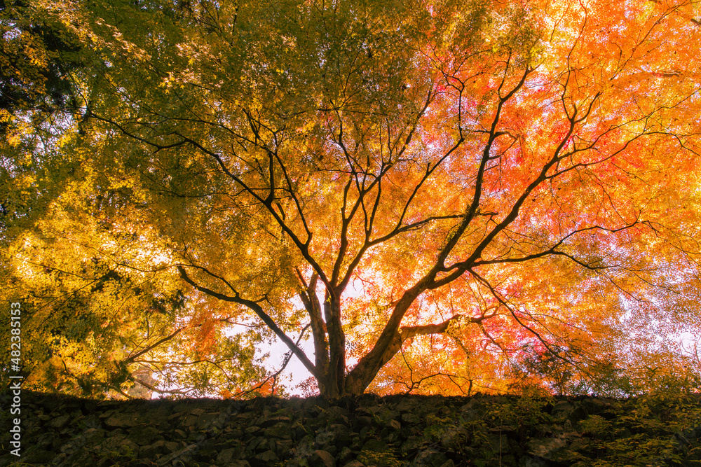 高取城の石垣と紅葉 3 高取城の石垣と紅葉 3