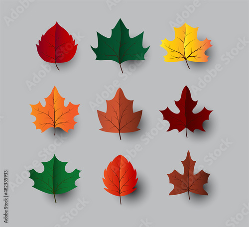 maple leaves vector set. autumn