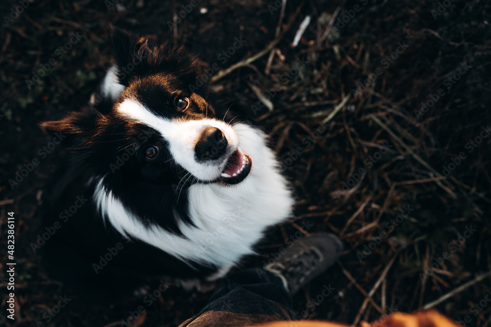 Black and white border collie dog sitting on dark ground Black and white border collie dog sitting on dark ground