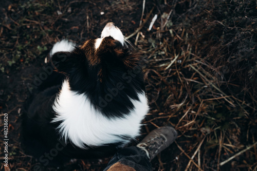 Black and white border collie dog sitting on dark ground