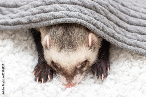 The ferret sleeps on the bed