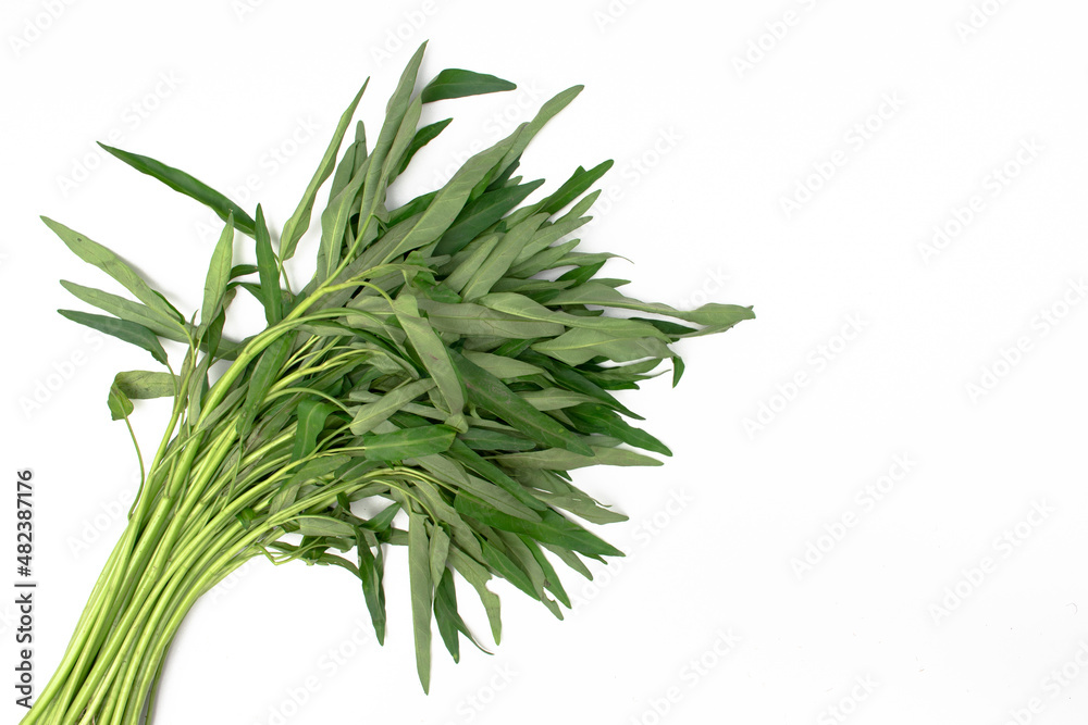 Fototapeta premium Water convolvuluses on a white background.