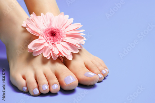Female feet with pedicure and a flower on purple background.