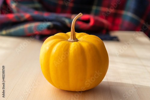 黄色いかぼちゃ　背景に赤いチェックの毛布

