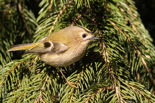 Goldcrest, Regulus regulus. The smallest bird of Eurasia. Sunny morning, a bird sits on a spruce branch
