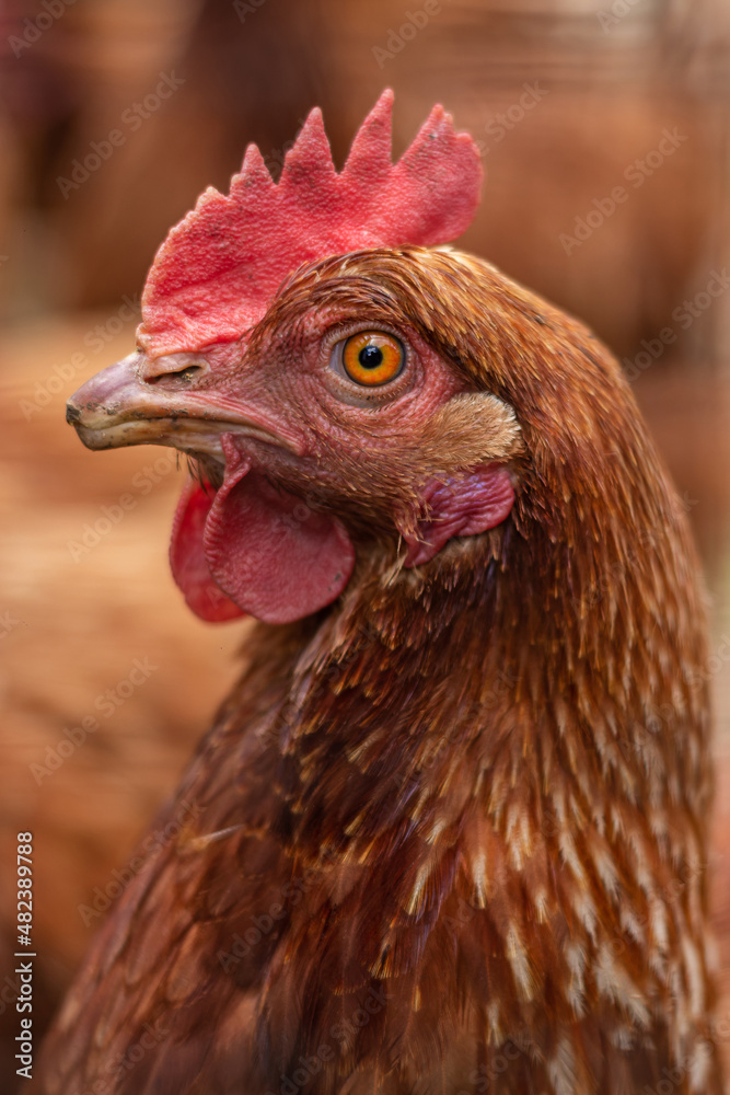Creole country hen portrait