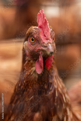 Wallpaper Mural Creole country hen portrait Torontodigital.ca