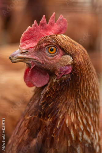 Wallpaper Mural Creole country hen portrait Torontodigital.ca