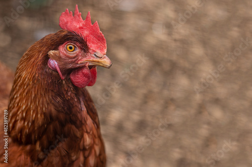 Creole country hen portrait