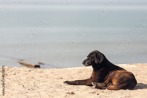 A black dog , an adult lies, relax with a contented look along the sandy beach against the backdrop of the sea