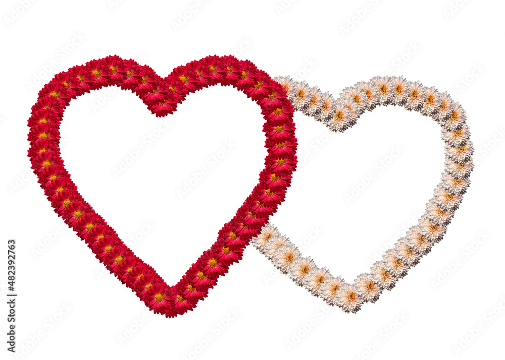 united hearts. Two hearts of red and white chrysanthemum flowers isolated on a white background. the concept of love dates, declarations of love, congratulations. Two loving hearts together forever united hearts. Two hearts of red and white chrysanthemum flowers isolated on a white background. the concept of love dates, declarations of love, congratulations. Two loving hearts together forever