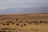herd of cows in africa