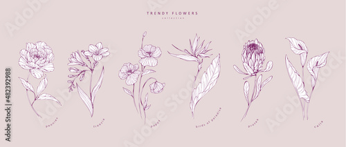 Trendy flowers for logo or decorations. Hand drawn line wedding decoraton, elegant leaves for invitation save the date card. Botanical rustic trendy greenery