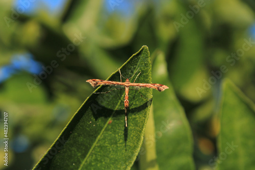 natural platyptilia insect macro photo photo