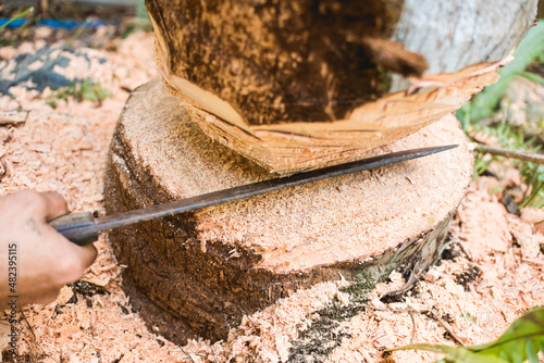 A man uses a bolo to chop the trunk of a coconut tree inside a property. Tree cutting with permit.