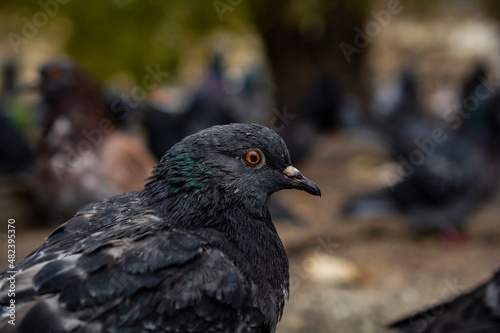 View of Rock Pigeon face to face.Rock Pigeons crowd streets and public squares, living on discarded food and offerings of birdseed.